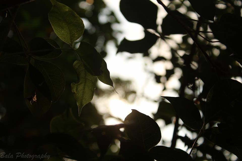 bala19v's tweet photo. #myclicks #canon1300D #bala_photography #cameraview #view #lovephotography #outdoors #leaf #NaturePhotography #tree #green #greenery #Evening #sunlight #sunlightreflection https://t.co/zfC7AeF9Zh