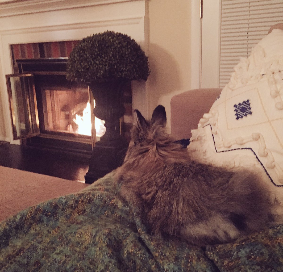 rocksANDglitter's tweet photo. Fluff was semi- cooperating during tonightโs photo shoot #cuddlein #stopmom #fireside #tush ๐ฐ๐ซ https://t.co/LqHqzVebWM