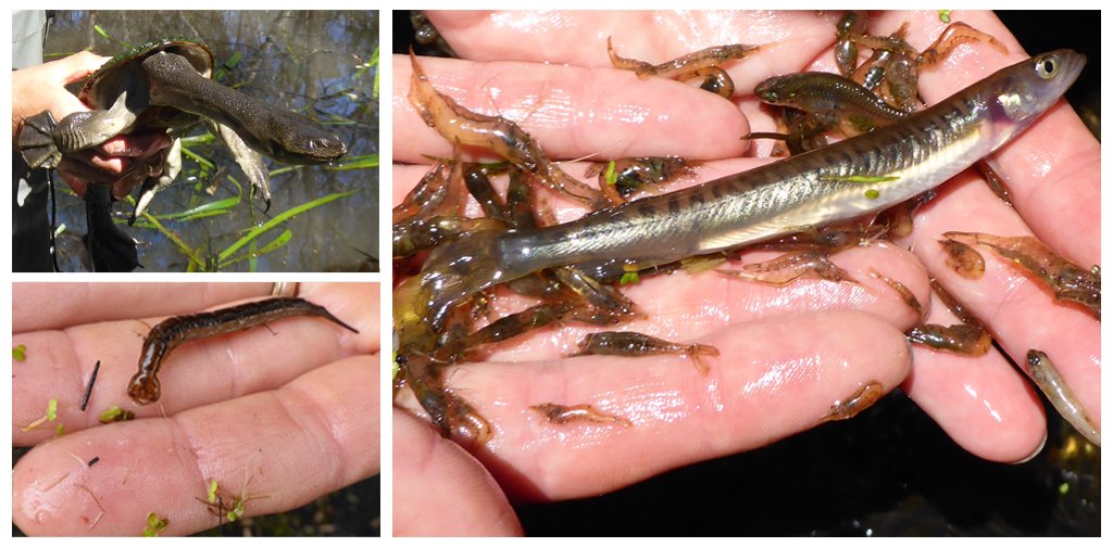 DWER_WA's tweet photo. The #Peel freshwater systems are home to a thriving &amp; diverse ecosystem - providing sanctuary for native fish and prawns as well as turtles and diving beetle larvae. https://t.co/4qtZy8Cgwl