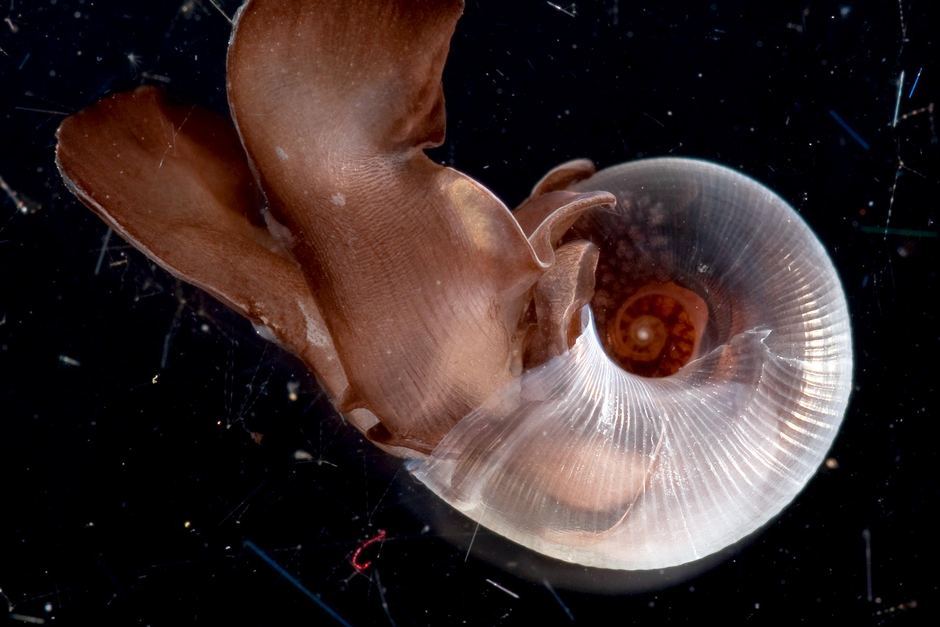 ADMCapFound's tweet photo. 2 Limacina helicina, or #seabutterflies, are a tiny #mollusc the size of a grain of #quinoa. They are "the canaries in the coal mine of #oceanacidification"  https://t.co/Qlc2u3fR5M #marine #conservation #climatechange @AmorinaK @hakaimagazine https://t.co/0gdypbHVaa
