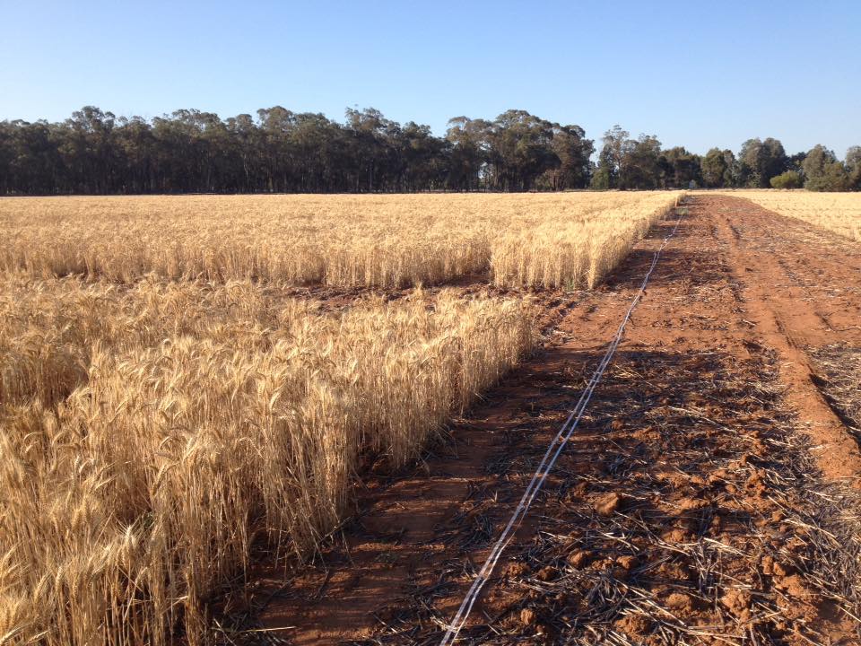 CWFS_Condo's tweet photo. Last @theGRDC #StubbleProject trial at Northparkes Mine coming off today before the big wet. Will be interesting to compare data on stubble management techniques to previous seasons - and whether they relate to large scale cropping results. https://t.co/9uHnTUQ4za
