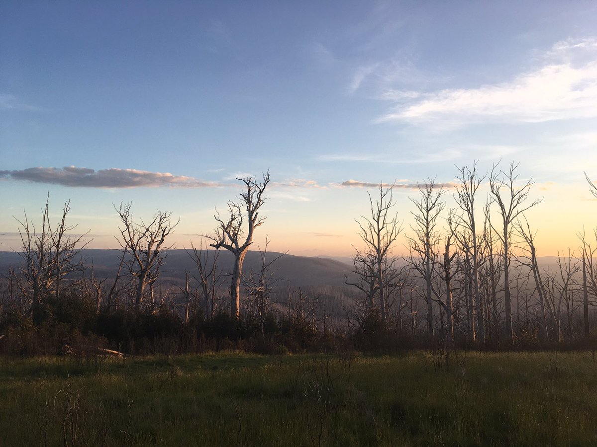 lach26's tweet photo. #vicashstudy o'shan catchment 2009 fire regrowth and fire killed Ash https://t.co/21E7aea9Hc