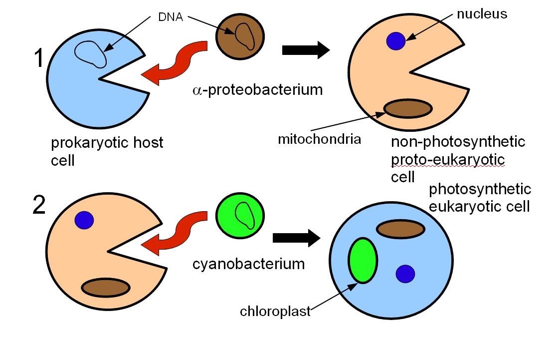 apchloroplast17's tweet photo. We’re so great, plant cells just had to have us! Here’s how we are believed to have ended up in all plants:

#SPHSOrganelleVote2017 https://t.co/TRrnOgt6SD