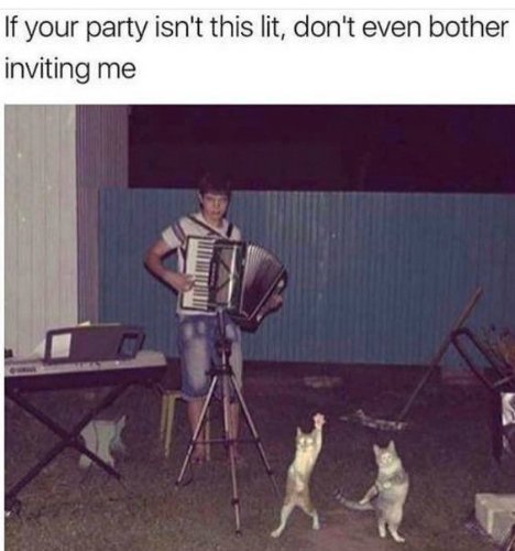 kittyworks's tweet photo. We're lit! We're lit! #LetsParTAY! Meeeooooow! #partycats #cats #party https://t.co/aTEhEgduoG