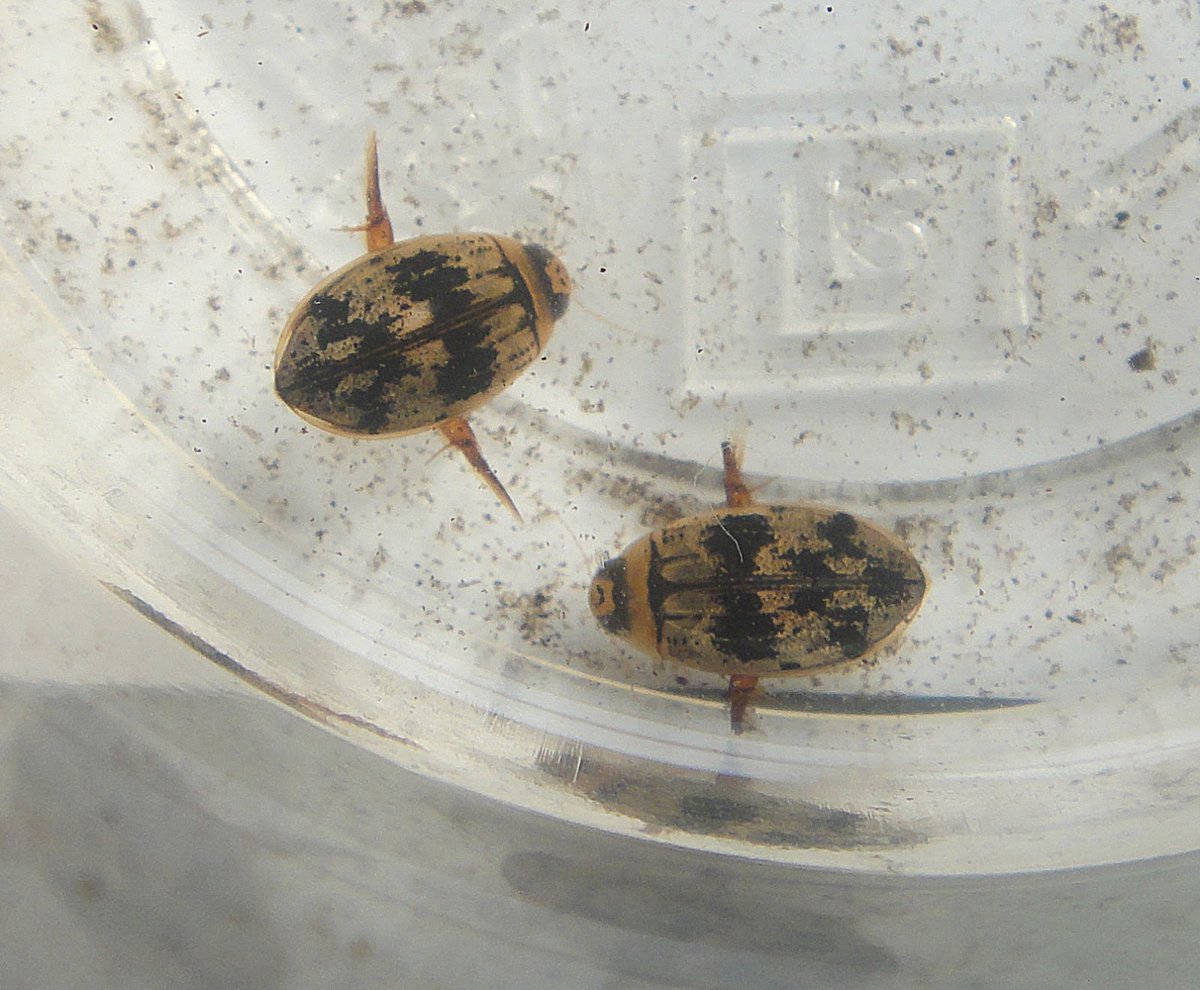 感動が特にでかかった虫4選 台灣的昆蟲(台湾の昆虫) 1.毛足大龍蝨 フチ