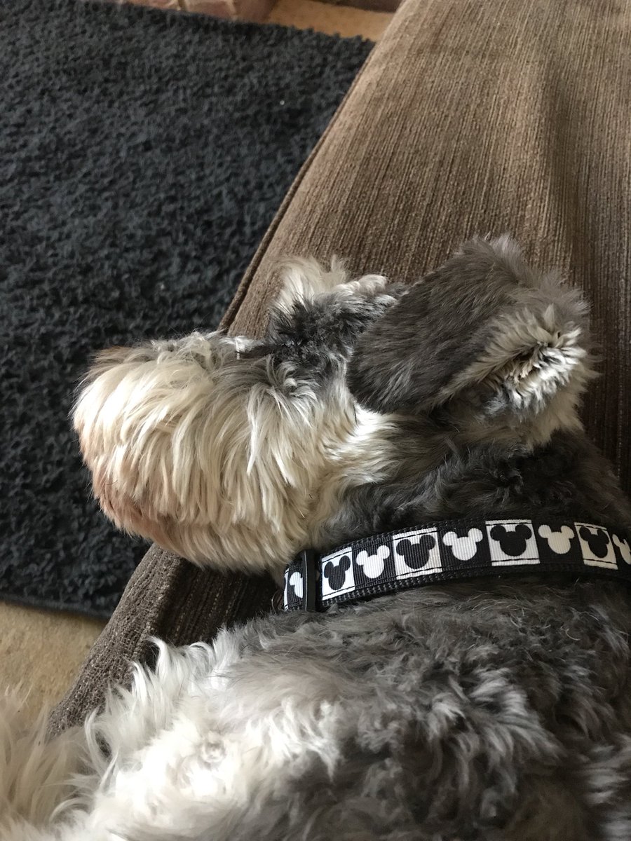Colin_Schnauzer's tweet photo. Time for a nap!🐶 https://t.co/eCOqss1fQx