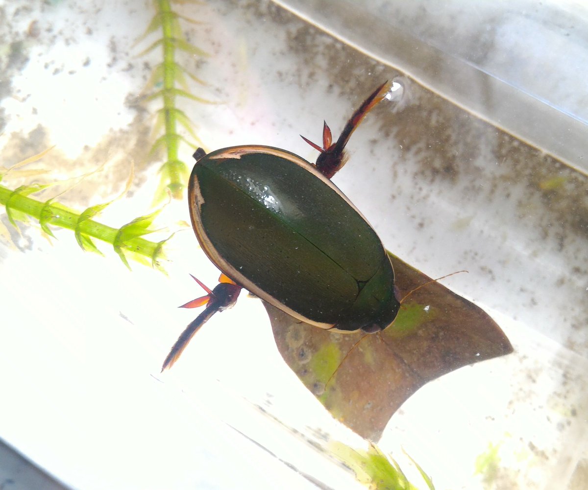 感動が特にでかかった虫4選 台灣的昆蟲(台湾の昆虫) 1.毛足大龍蝨 フチ