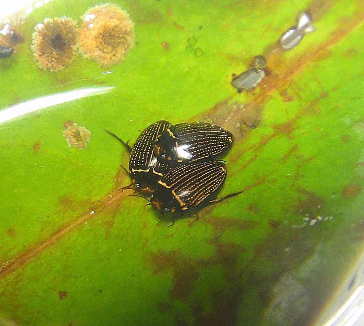 感動が特にでかかった虫4選 台灣的昆蟲(台湾の昆虫) 1.毛足大龍蝨 フチ