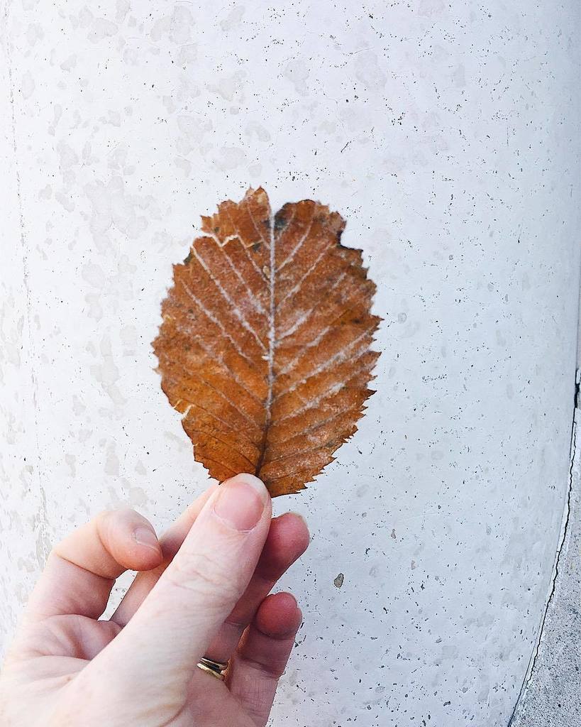 moonko____'s tweet photo. Running just about on time for a meeting, but had to stop & snap this beautiful frosted leaf! What a bright & gorgeous winter day 🍂 #moonko #leaves #winter #flashesofdelight #pursuepretty #nature #kinfolk #stilllife #abmlifeisbeautiful #fosterthought… https://t.co/C9m1EY6IPG https://t.co/kAkcYeLbWs