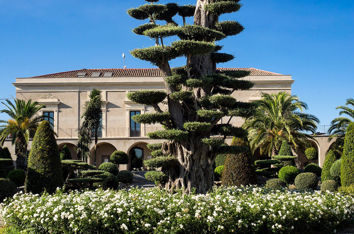 #Radicepura, dove cresce rigogliosa la forza della #natura.
ow.ly/wyXI30gPW07