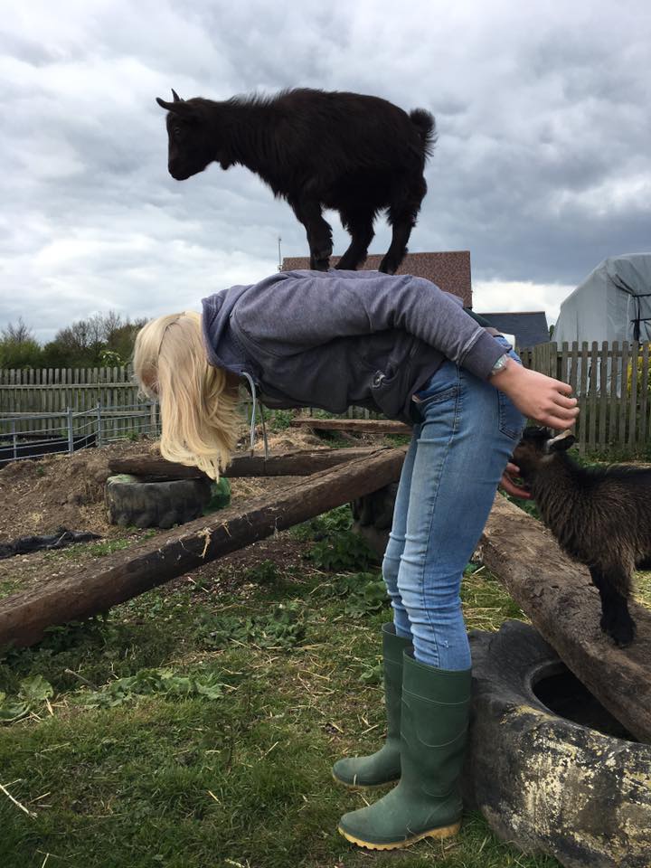 How many goats does it take to #cheerforgood? #CheerForGood #colchester <a href="/colchstarbucks/">Starbucks Colchester</a> #goatyoga Please Retweet