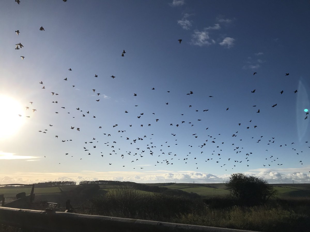 jonnyhurford's tweet photo. Trying to pursuade the starlings to leave the farm. Pulling sheet up and down every day at the moment #StarlingProblems https://t.co/UBgvoWs6Ev