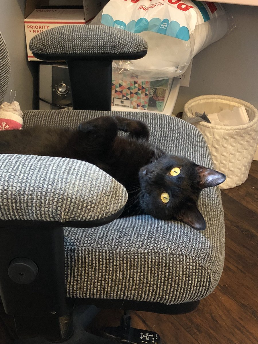 padme_cat's tweet photo. Keeping watch on mom while she works 👀 #CatsOfTwitter https://t.co/XENDdL0rat