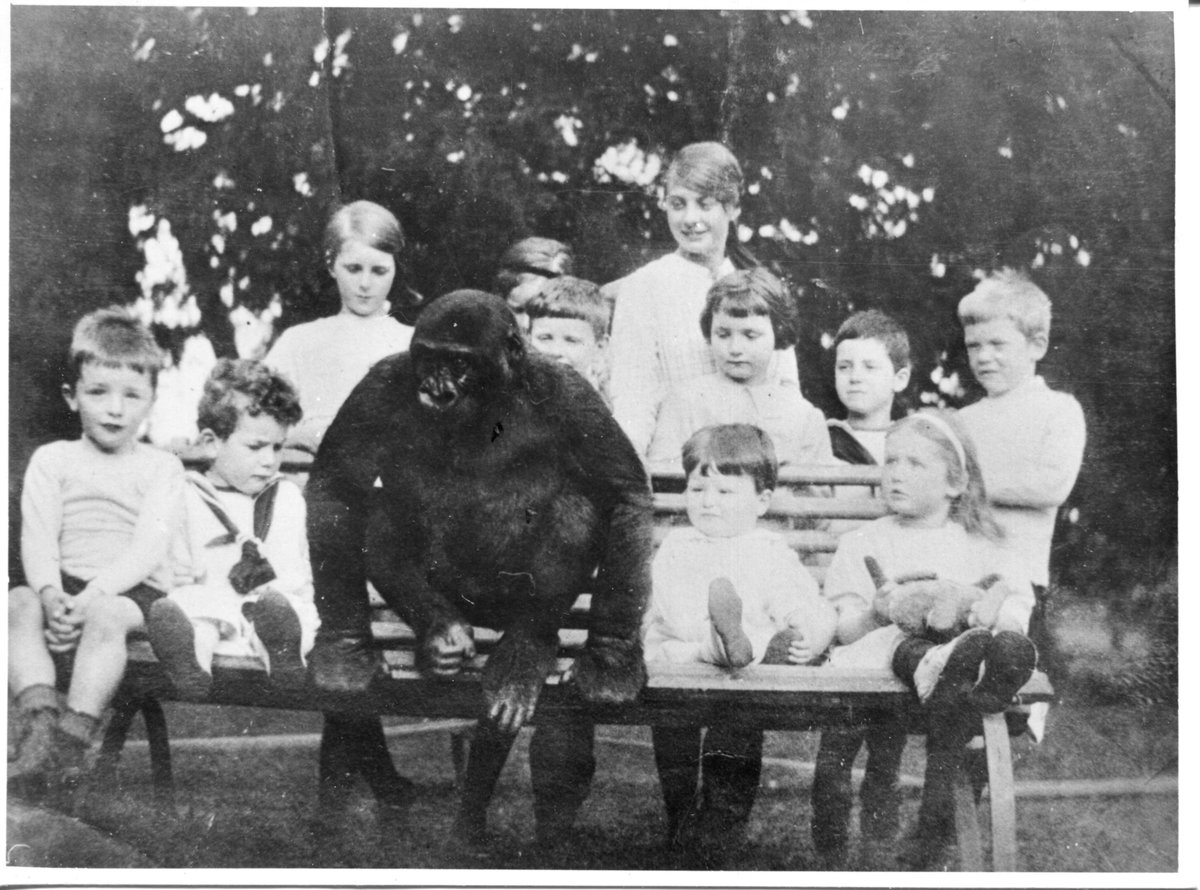 JohnDGorilla's tweet photo. Did you know that a #gorilla lived in #Uley and went to school with the village children? We're talking #gorillas with #IanRedmond @4apes on @DomCotter's @BBCGlos show in ONE HOUR from now 😀 🦍 yay! #action4apes #JohnDGorillaBooks #ChildrensBooks https://t.co/gQvrgVEKUN