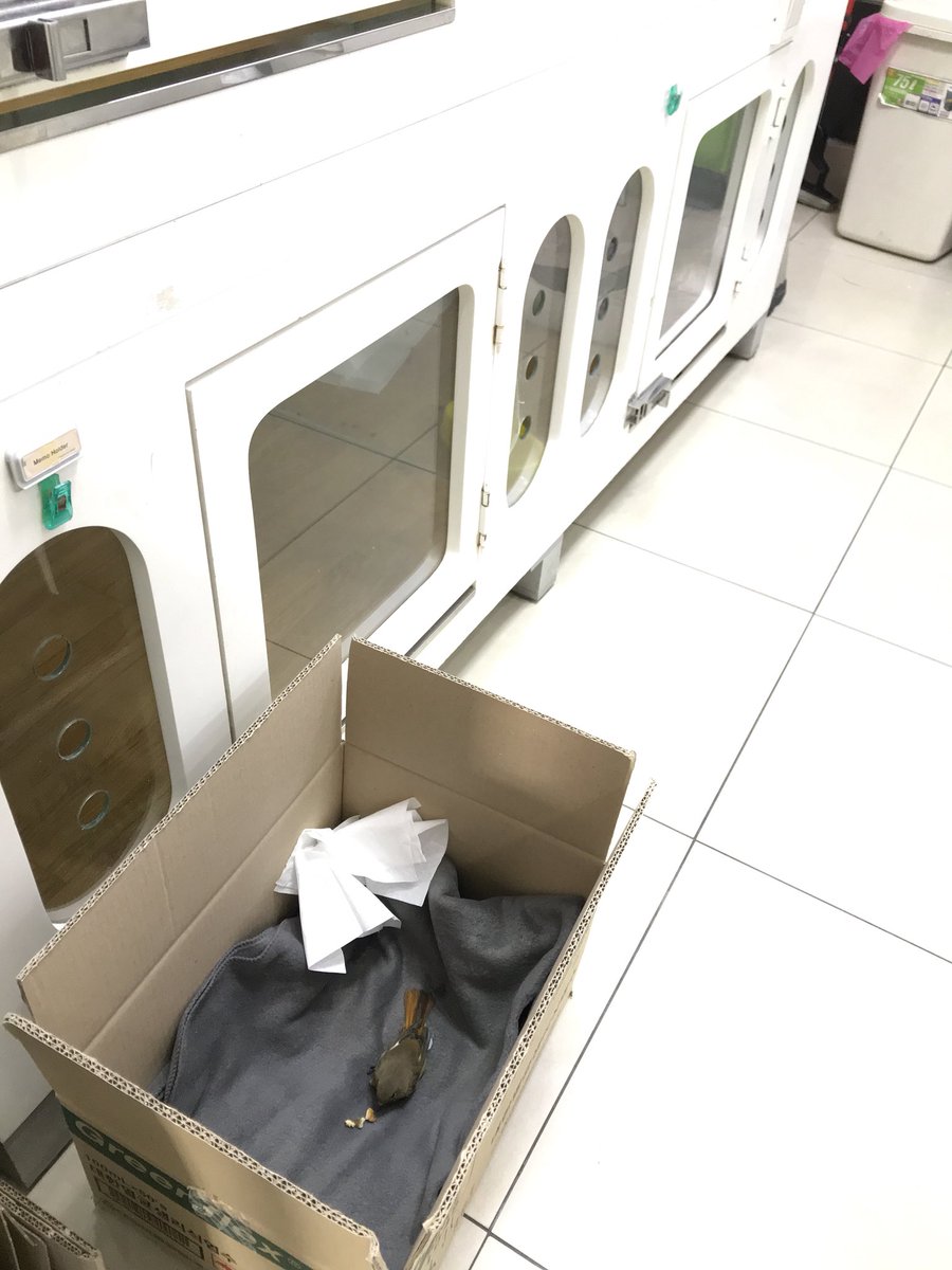 #성남시#분당구#환경위생과
다친#야생동물#박새 에대한구조요청이들어와 무사히#야생동물구조센터로 인계해 보살핌을 받을수 있게 조치했습니다!