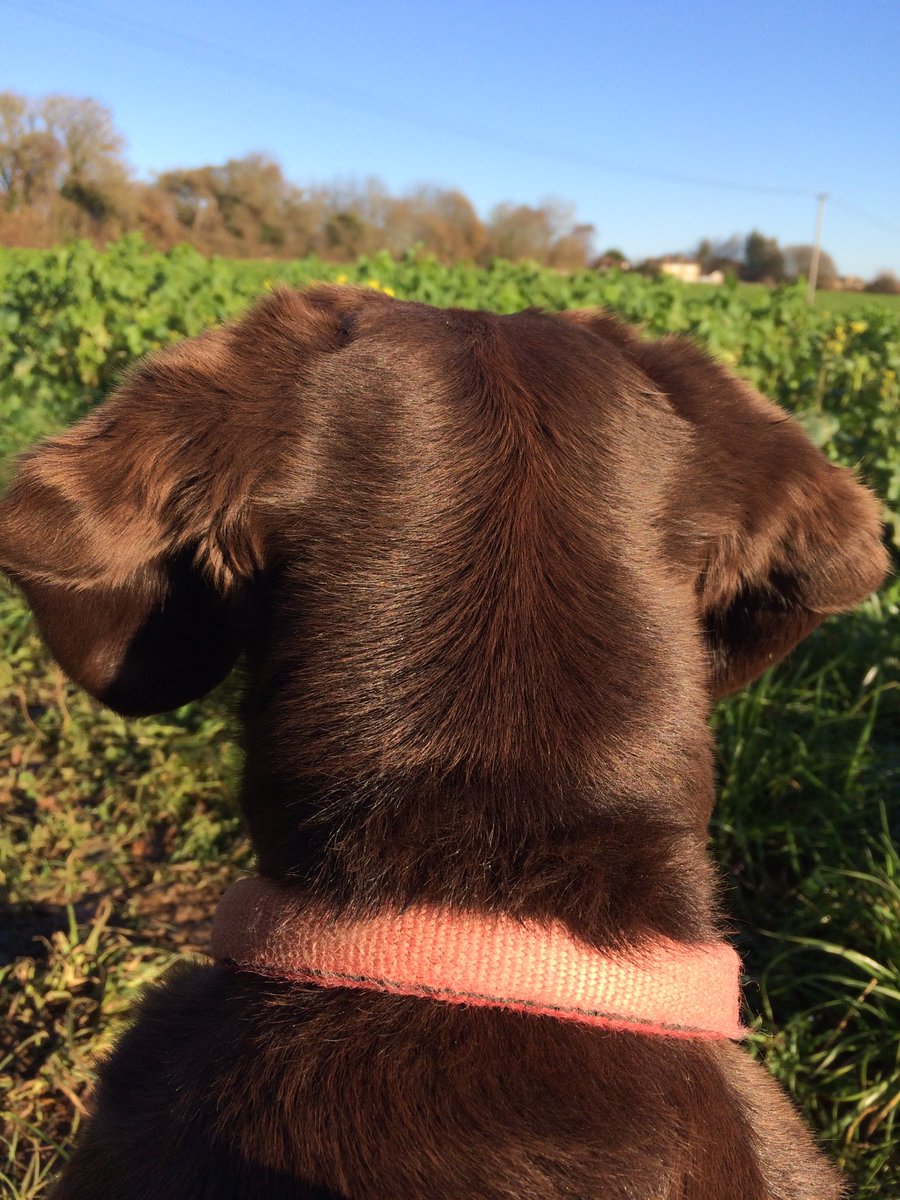 VivsDog's tweet photo. What a morning! https://t.co/codL7ruXYT