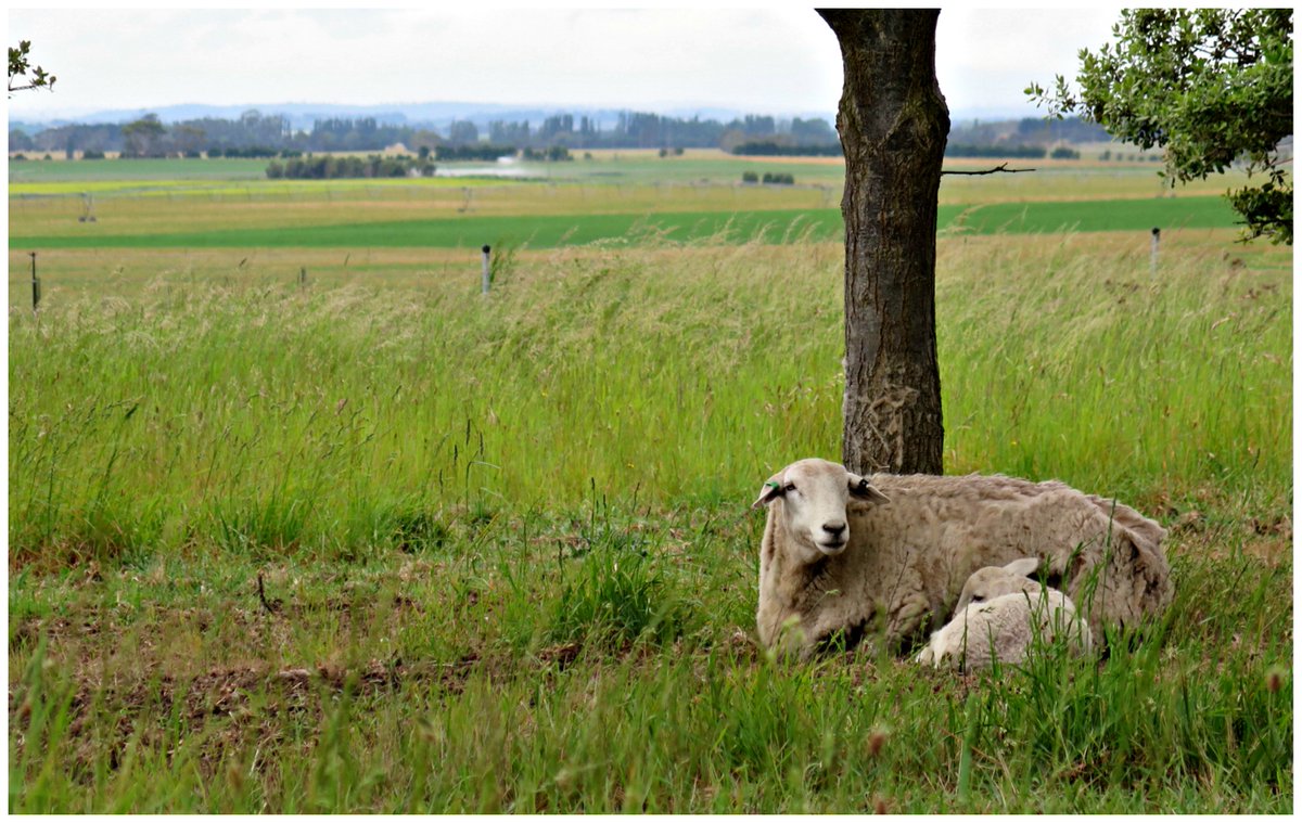 ataskitchen's tweet photo. A November update from a small Tasmanian farm, enjoy! #Tasmania https://t.co/yJqXxJQJy8 https://t.co/mBIOoxD0oS