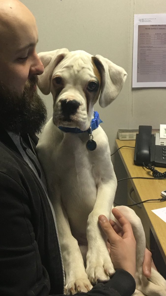 MasterBookBind's tweet photo. Lewis has a new assistant-the handsome 'Henry' #henrythehound #boxerdogs #bringyourpettowork https://t.co/WWc2DpTcpM