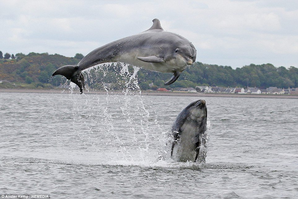 Ecohustler's tweet photo. RT - if YOU stand with the #dolphins of #Scotland!
#saveourdolphins
https://t.co/dqZFnYUFXo
@transportgovuk @ScotWildlife @ScottishEPA @ScotParl @SNH_Tweets @Natures_Voice @WHALES_org @N_T_S #missionlifeforce #sentience #StAndrewsDay #ScotSpirit @VisitScotland @wildscotland https://t.co/mlfmjZFen4