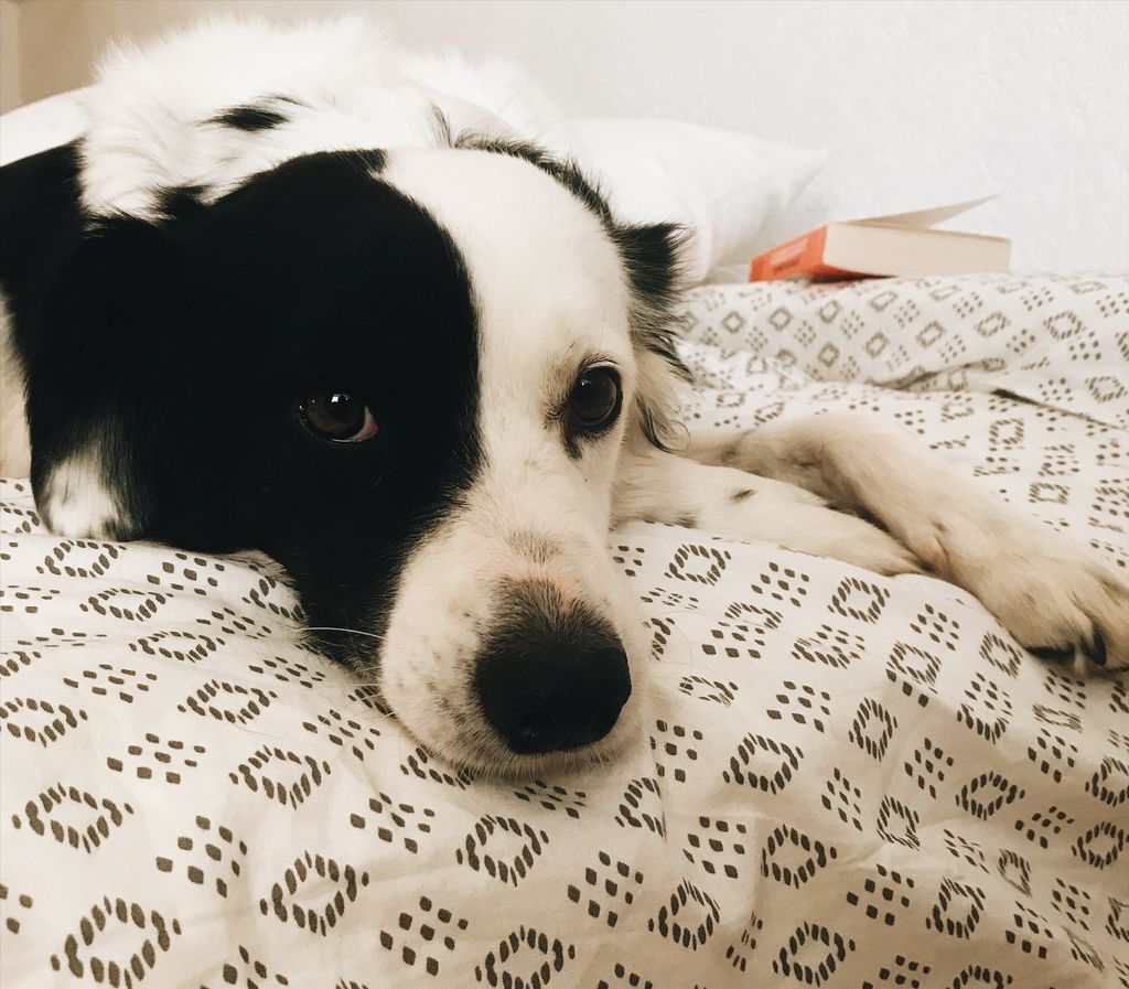 ElkeAybar's tweet photo. Egal, wer mit dir im Bett kuschelt, zu zweit ist es immer schöner. <3 https://t.co/wGbdIm5tyD
