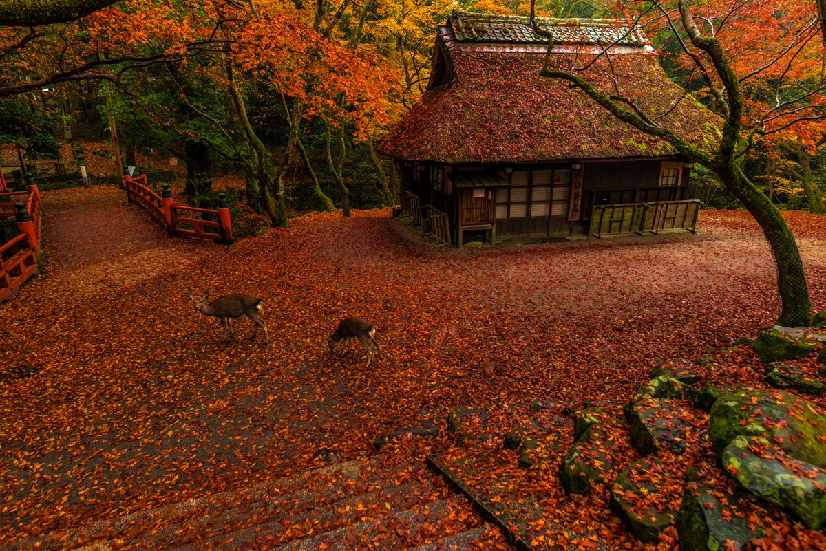 へたっぴ写真家 En Twitter 奈良公園 水谷茶屋の紅葉 17年11月撮影 今朝 雨上がりなんで思い切って出動してみました しっとり鮮やかな素晴らしい景色でした 眠いけど 行ってよかった