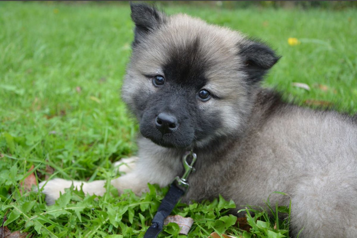 JessicaYoung582's tweet photo. How can anyone say No to those eye.

#dog #Therapy #TheWagilyTail #cute #Puppies #DogLove #cutepuppy #puppylove #adorable #cutedog https://t.co/5qURFbNgbe