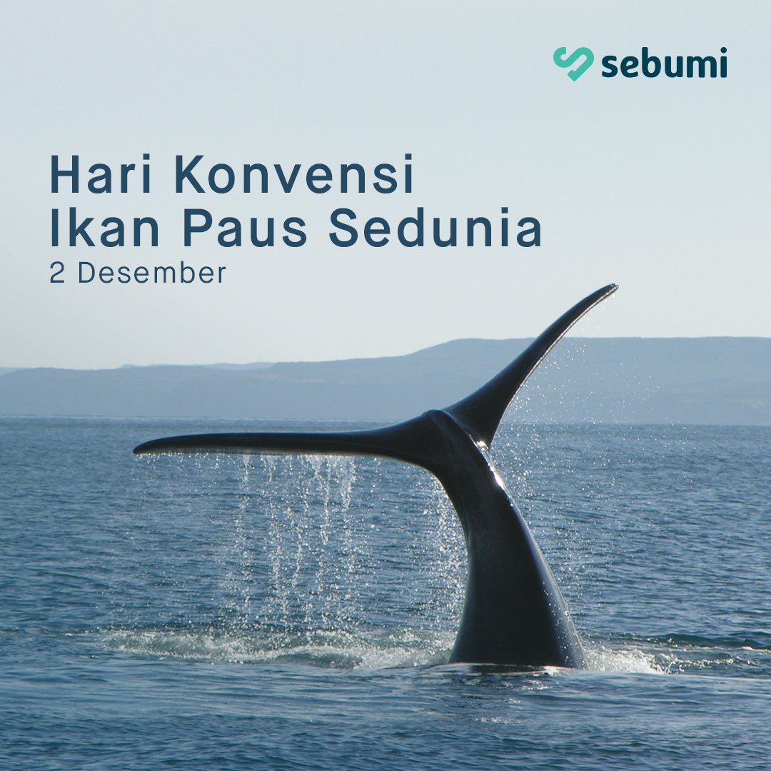 sebumi_id's tweet photo. Ikan Paus bisa Sobat Bumi temukan di Samudra Hindia dan Samudra Pasifik Selatan. Namun, karena banyak perburuan, populasinya semakin sedikit. Yuk jaga populasi Paus dgn menghentikan perburuan ikan paus secara liar & illegal.
#HariKonvensiIkanPaus #SebumiBerbagi #TravelToConnect https://t.co/dHdJAjSfDP
