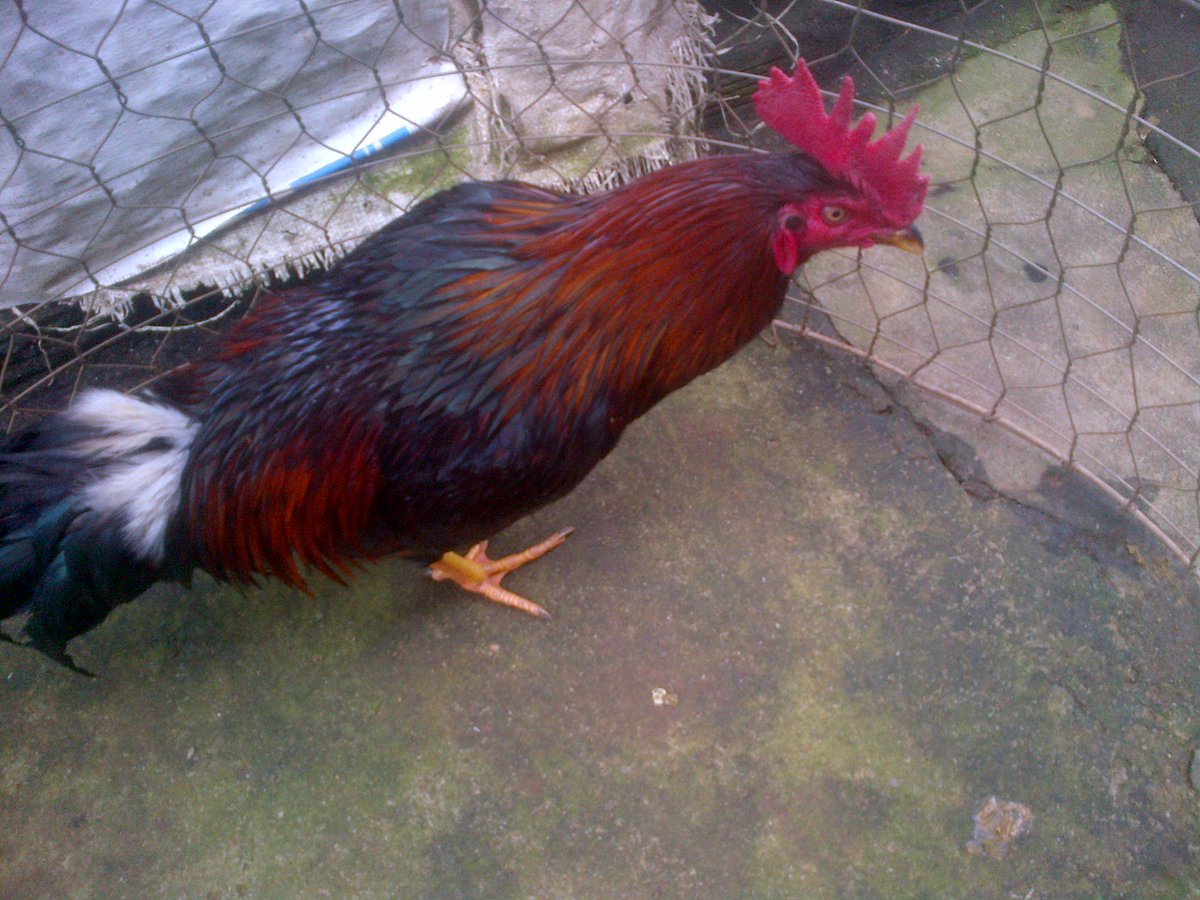 Gà đá Gia Kiệm. Cung cấp gà đá tiền uy tín chất lượng. - 38