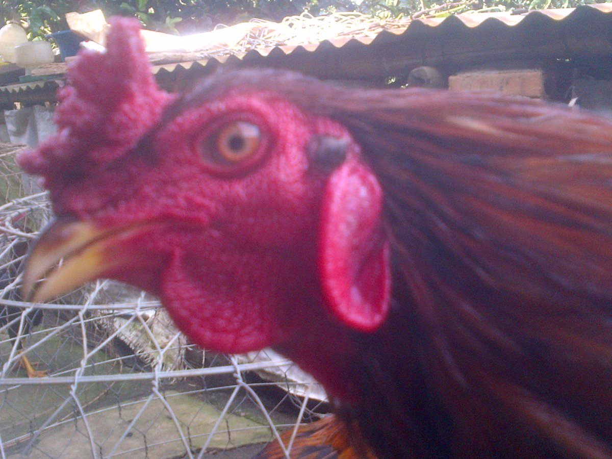 Gà đá Gia Kiệm. Cung cấp gà đá tiền uy tín chất lượng. - 40