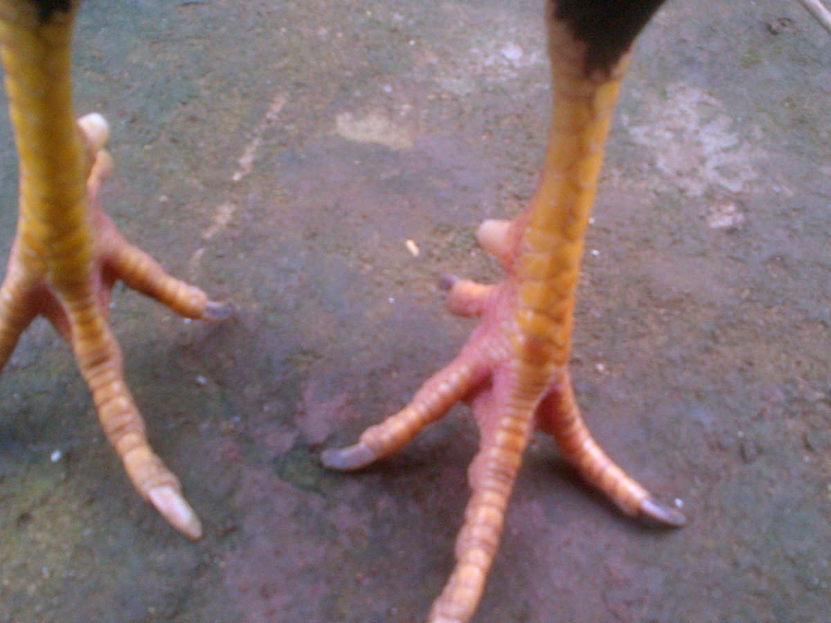 Gà đá Gia Kiệm. Cung cấp gà đá tiền uy tín chất lượng. - 39