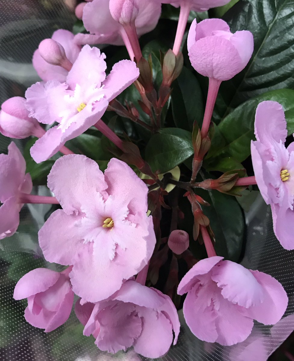 花ひばち 優しい繋がりに感謝 V Twitter ルクリア Luculia ヒマラヤや中国 雲南省に五種が分布する常緑の低木です 香りが良いこととピンクの花色がサクラをイメージされるのでアッサムニオイザクラの名前でも親しまれています 花言葉 優美な人 淑やか 清純