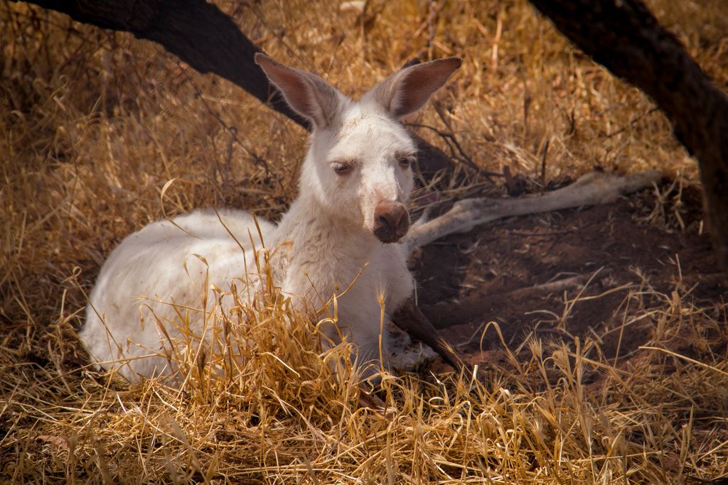 bgrthnthsnd's tweet photo. Have you see a white Kangaroo before? We came across a mob of them just chilling in the shade to avoid the heat of the midday sun.  30.11.2012 #SeeSouthAustralia #southaustralia  #whitekangaroo #kangaroo #SydToPerth @southaustralia  @natgeoau https://t.co/4KU8BvyNKL