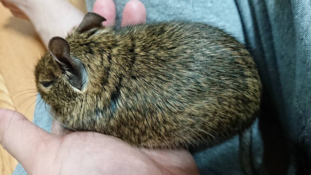 _ai_nature_art's tweet photo. 飼い主の上でのんびりすごすサクラです😆 脚(手？)の上で寝てくれました💤 

#デグー #degu #小動物 #エキゾチックアニマル
#smallanimal #動物 #げっ歯類 #degus #petsofinstagra https://t.co/uCgtezqnai