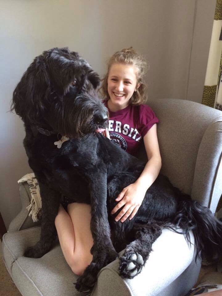 samkingartist's tweet photo. @AndreaColtman I have a small companion too!  Alf pictured with my eldest daughter #Labradoodle https://t.co/emNe4e4mea