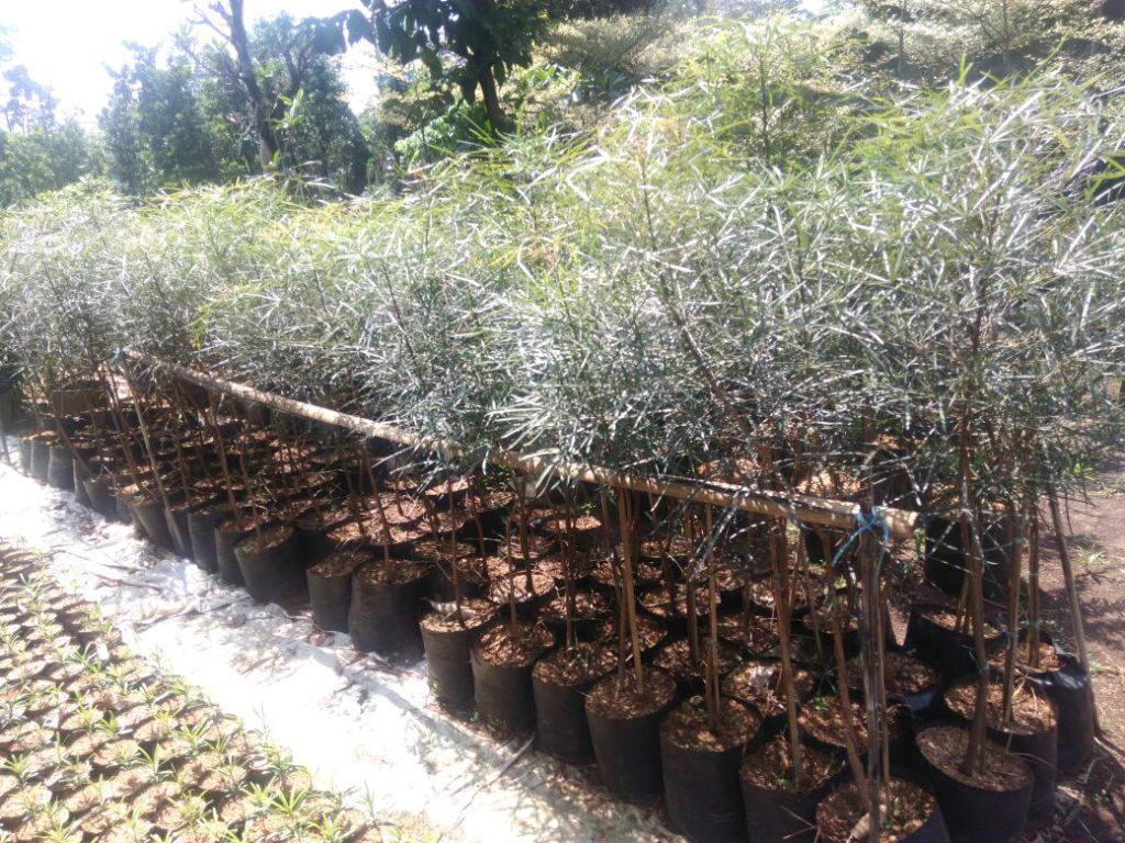 Bibit Pohon Botol Tree 1,4 meter batang, Pohon Unik yang banyak diminati sebagai koleksi geraitanamanhias.com/bibit-pohon-bo…
