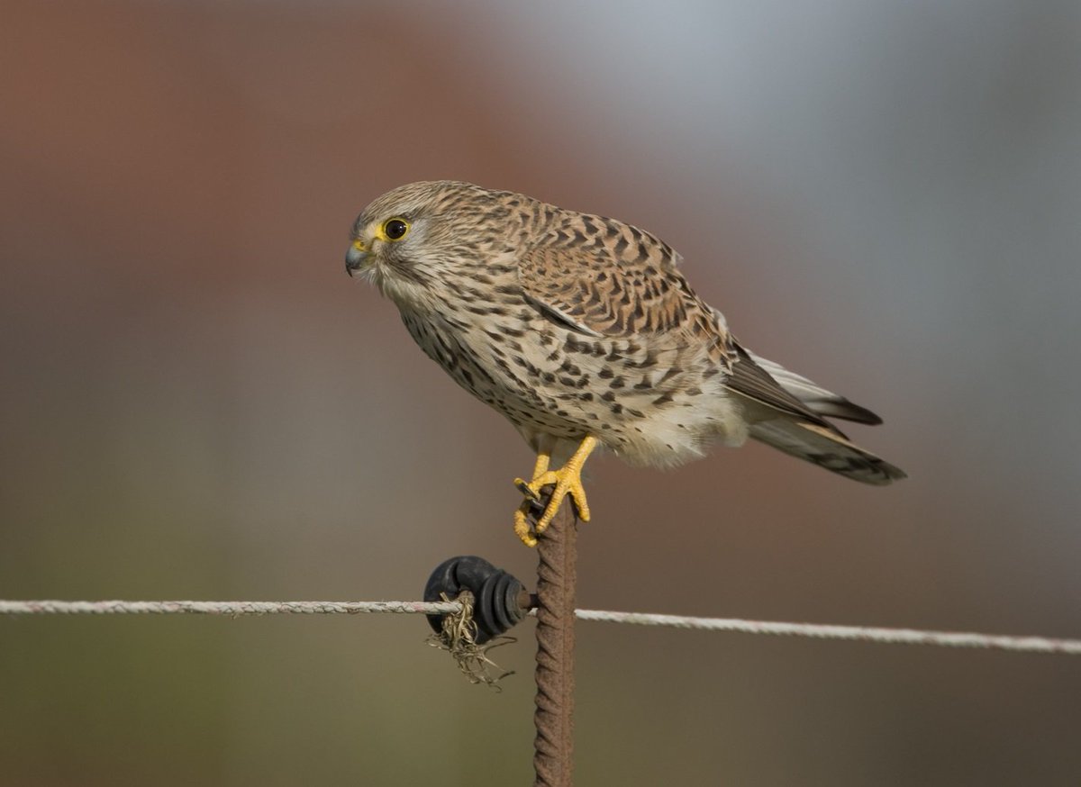 Sovon's tweet photo. Nieuwe Rode Lijst gepubliceerd: alarmfase voor nog meer vogels. 44% van broedvogels op de nieuwe lijst, waaronder bekende soorten als Grutto, Wulp en Torenvalk. 6 soorten meer dan op vorige lijst (2004). 
https://t.co/BzmAwimgCq @vogelnieuws @minlnv https://t.co/3nLiZG7fgb