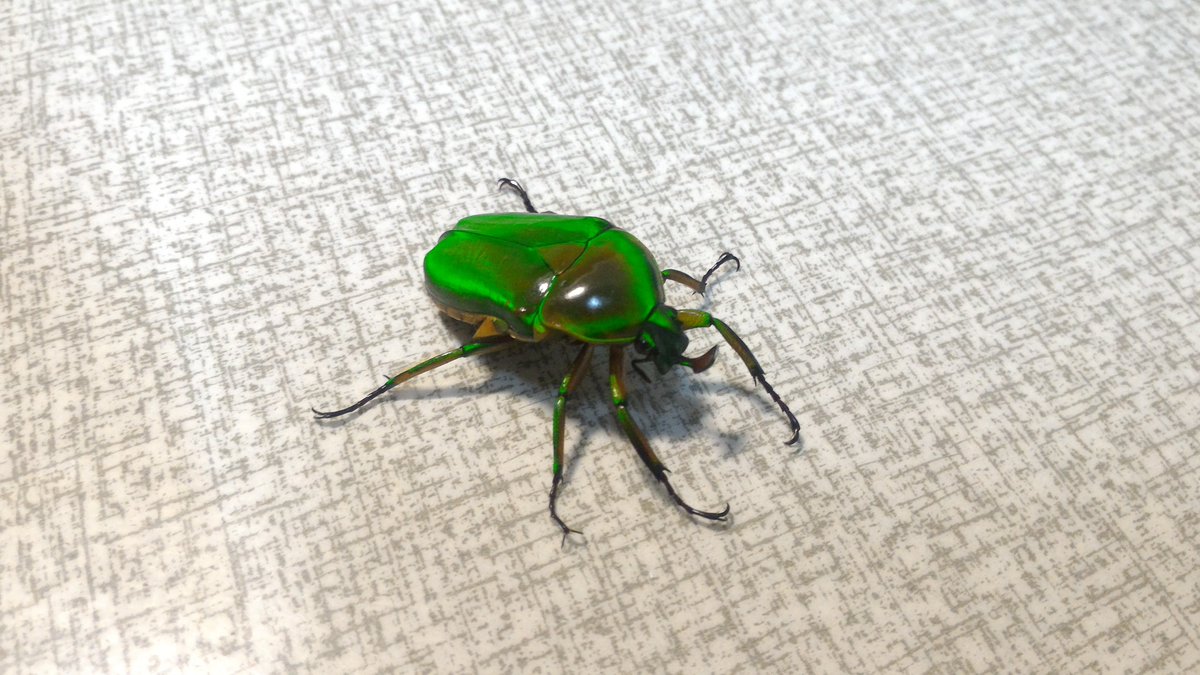 感動が特にでかかった虫4選 台灣的昆蟲(台湾の昆虫) 1.毛足大龍蝨 フチ
