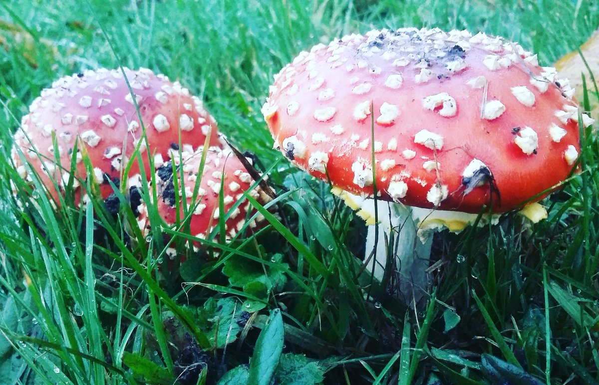 EmerBurg's tweet photo. #asturias #paraísonatural #asturiasparaisonatural #oviedo #OViedoSpain #setas #setasdeasturias #mushroom #mushrooms https://t.co/MC9PIHeYfs