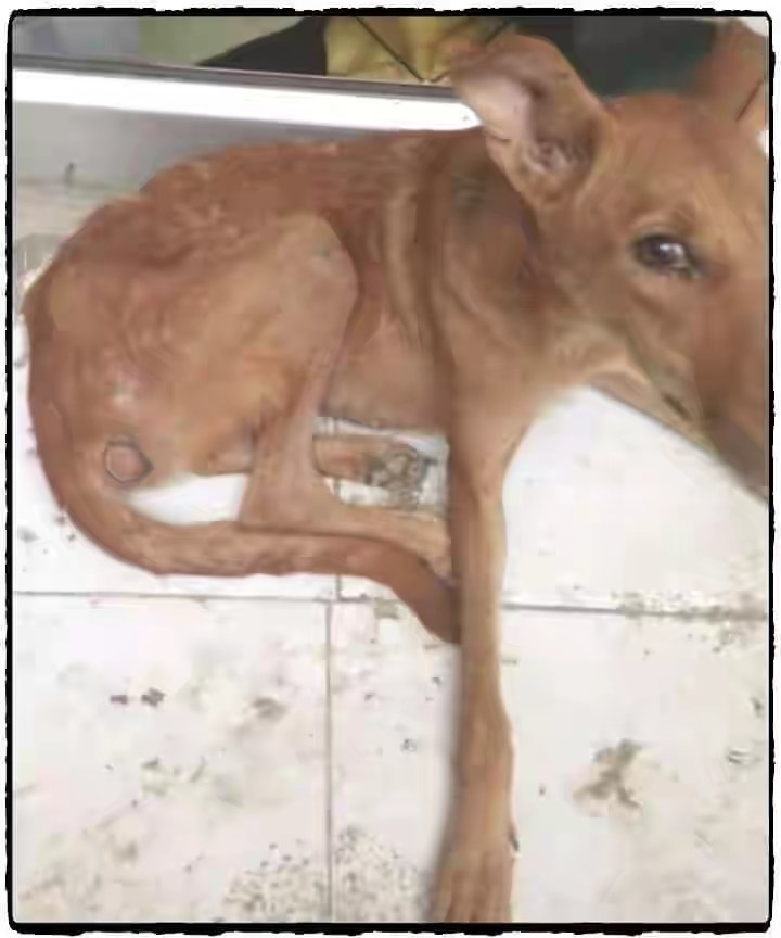 dhyanfoundation's tweet photo. Dog was emaciated and dehydrated. He also had a wound on his perineal region. our volunteers with the help of Red Paws Van took the dog to #KrishnaAshram for further treatment and shelter.
#DogRescue
#FeedADog https://t.co/pCw2qslnno
