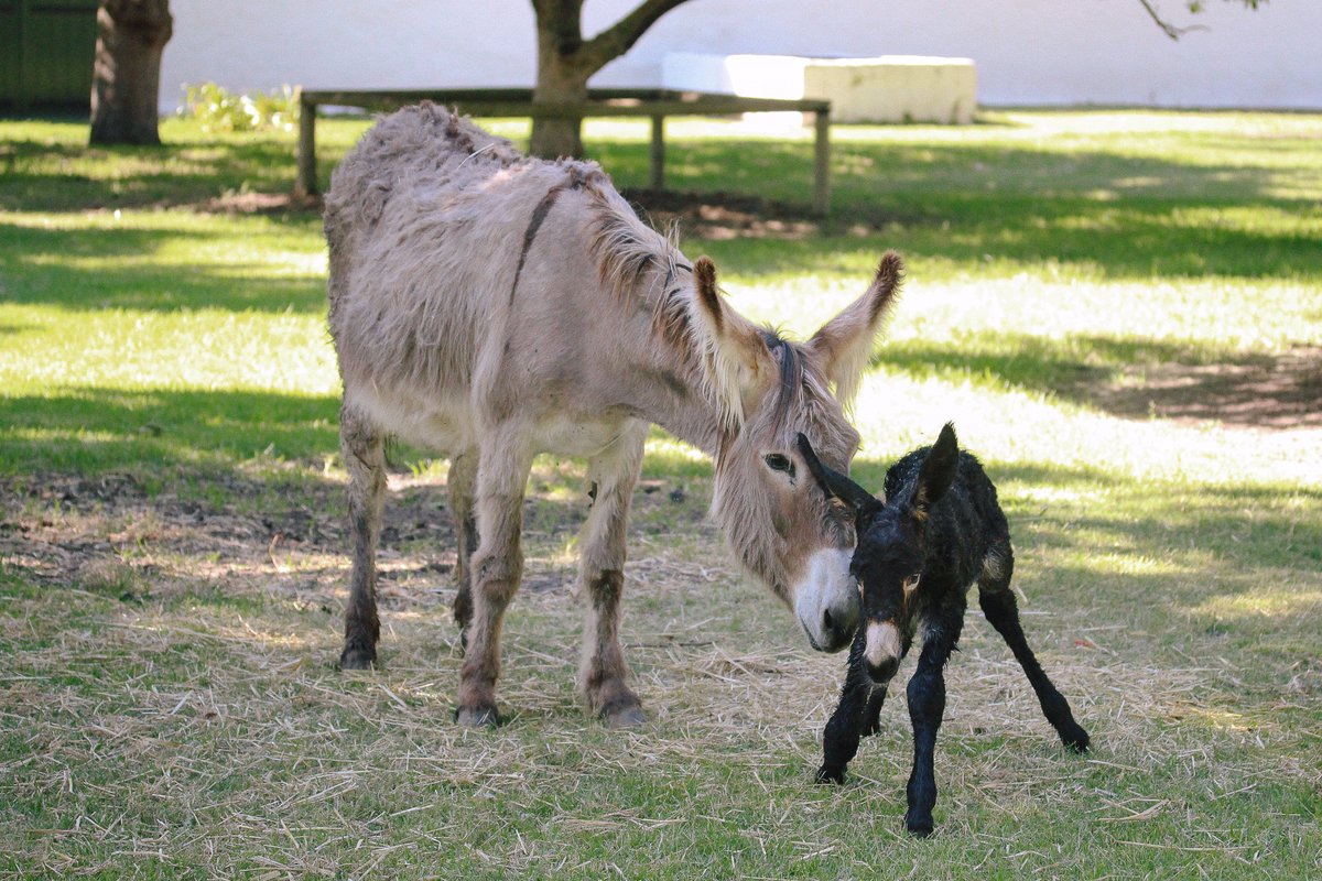 Trompie &amp; Racheltjie are proud to announce the arrival of their firstborn. Their baby arrived early this morning in perfect health. The new parents are still keeping mum about the gender of the little one, and we are giving them a little space to enjoy this special time.