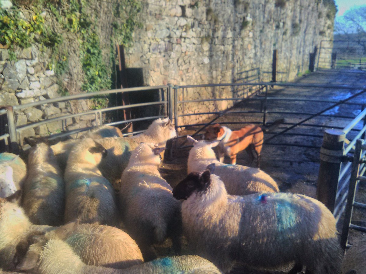 FarmersOfTheUK's tweet photo. First job today, sorting @GowerLamb  to go to @hpbutchers and @FILCOMARKET . More bellying and crutching for me to do 😥 @HybuCigCymru @PastureForLife https://t.co/AKlONqCDN3