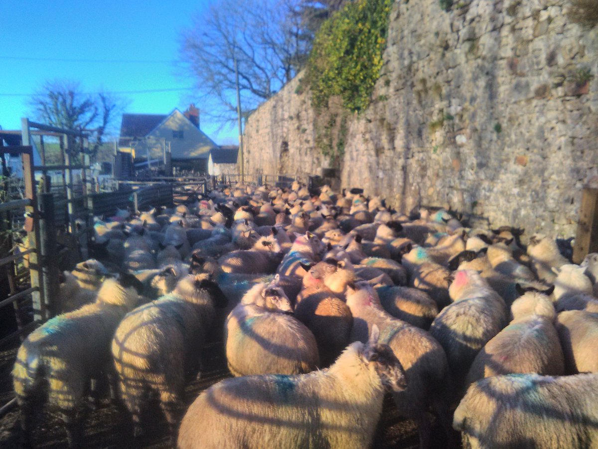 FarmersOfTheUK's tweet photo. First job today, sorting @GowerLamb  to go to @hpbutchers and @FILCOMARKET . More bellying and crutching for me to do 😥 @HybuCigCymru @PastureForLife https://t.co/AKlONqCDN3