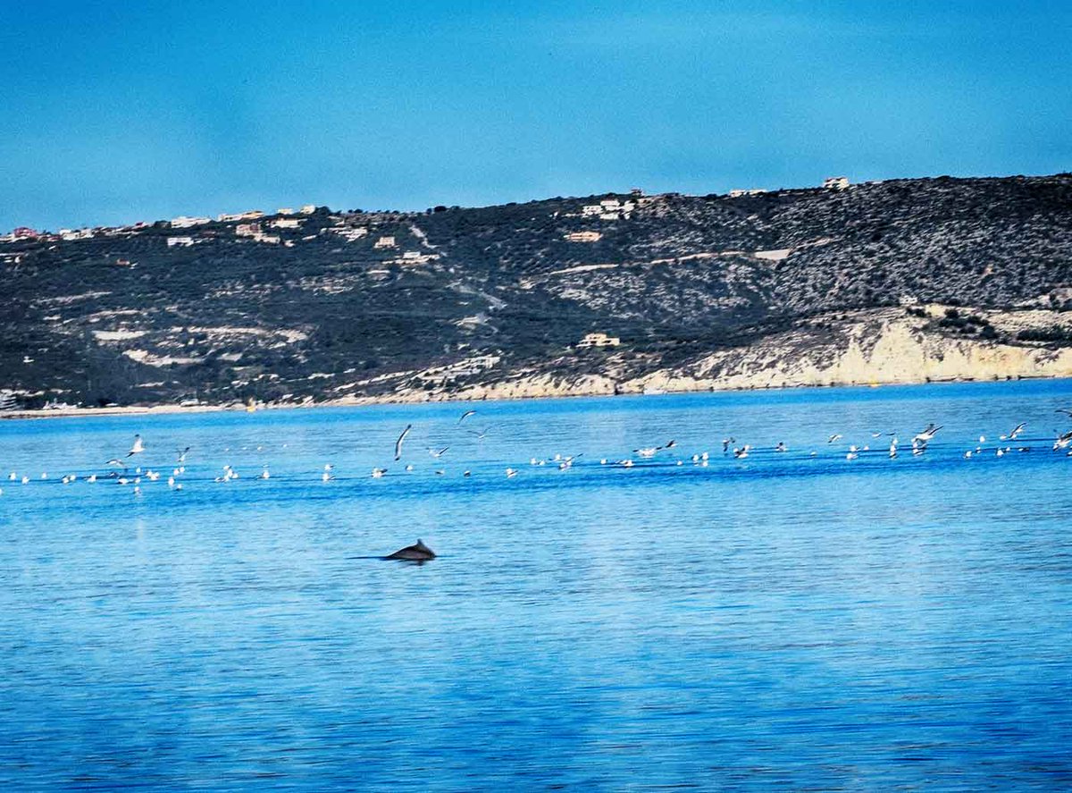 CallistaKalyves's tweet photo. A small dolphin at Kalyves beach this morning...right behind our shop! 😍 https://t.co/XownvX6n4N