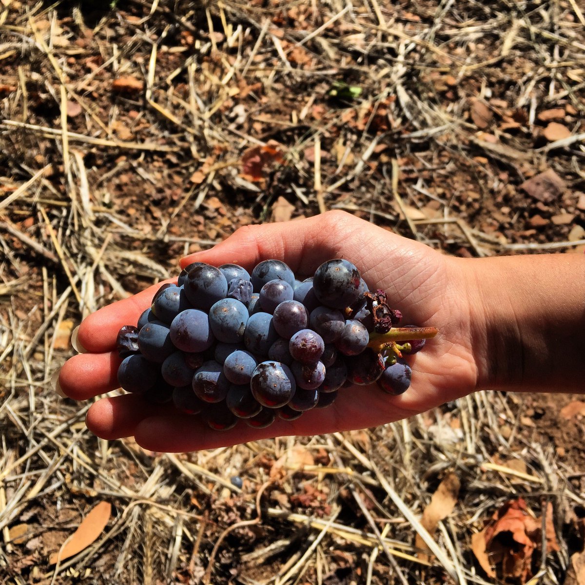 Our Whole Bunches were picked by Larry Tan hands.

Crushed by Larry Tan feet.

And pressed with Larry Tan hands.

No machines, no pumps, no crap. 

Taste the love so soon. 🌈 💕
crwd.fr/2AJln3q