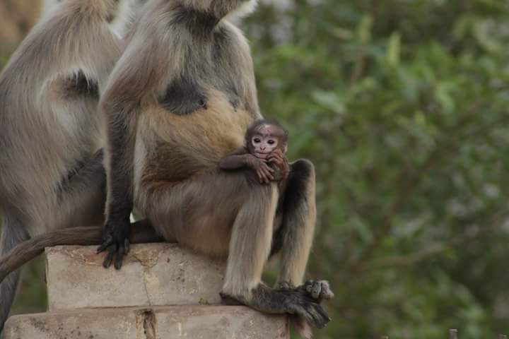 manjeetrohilla0's tweet photo. A very cute baby. Feeling protected with mother 
#wildlifephotography #photographer #photography @alamy @russelwongphoto @NatGeoPhotos @photography @WorldPressPhoto @AFPphoto  #baby #India #Rajasthan #wildlife #happiness @wildlifeband https://t.co/6D4b7lNHeD