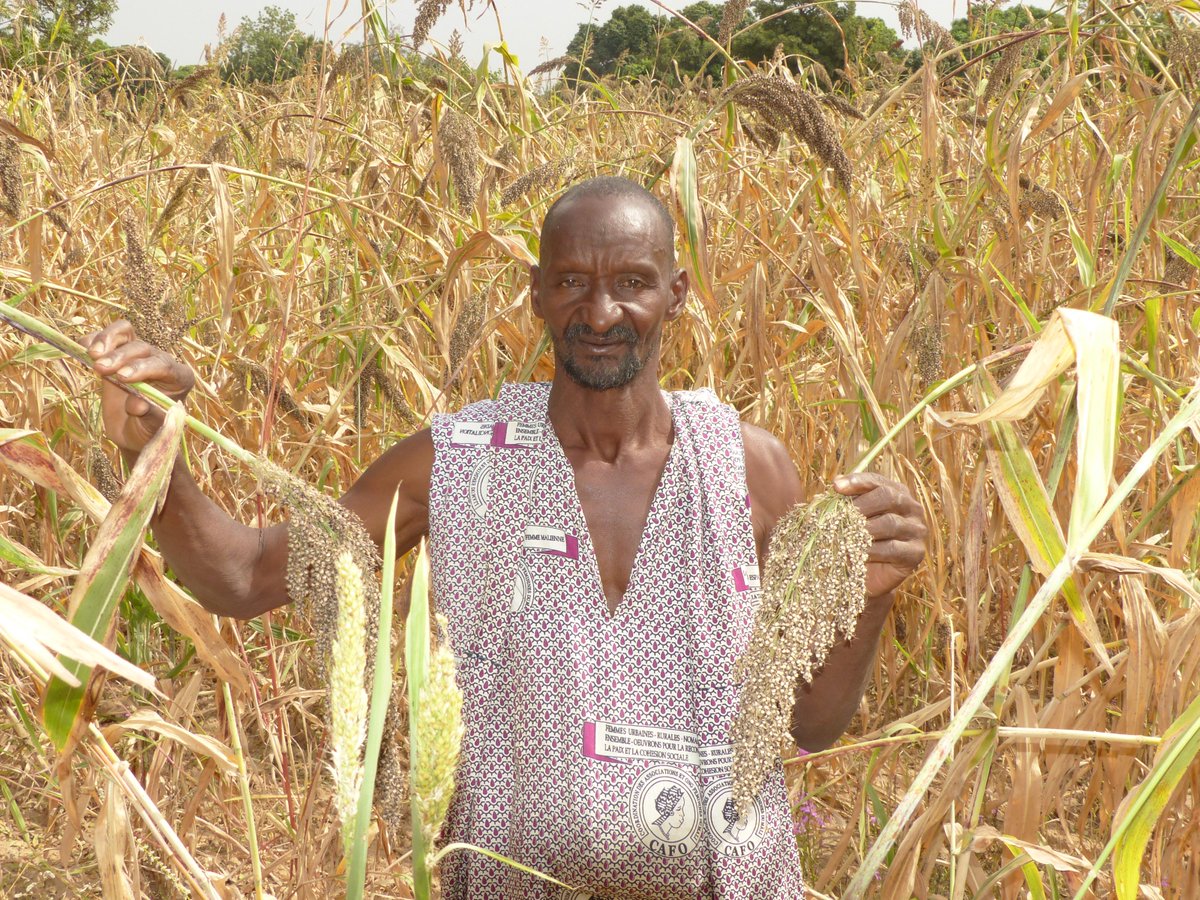 ICRISAT_HOPE's tweet photo. Meeting with the farmers of Kamalé village,35 km southwest of #Bamako. Mrs.Tata Keita,a producer & others farmers organized themselves into a cooperative to strengthen their capacities & become seed producers through the training offered under the #HOPEIIProject. #ICRISAT #Mali https://t.co/sY2UOVrXzx