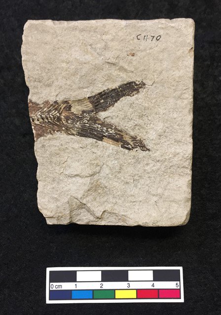 GrantMuseum's tweet image. Couldn't rustle up a whole one so here's half a fish or a 'sh' for @mark_carnall's underwhelming fossil fish of the month blogs.ucl.ac.uk/museums/2017/1…