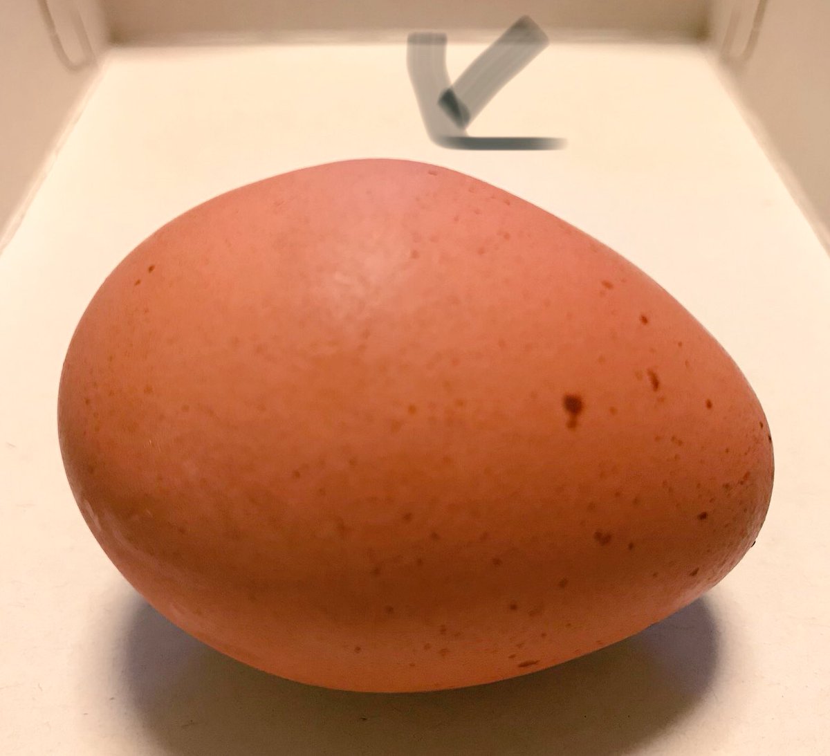Sakuradasu's tweet photo. なんかこのタマゴ膨らんでね？？ https://t.co/QZzXyvpb7y