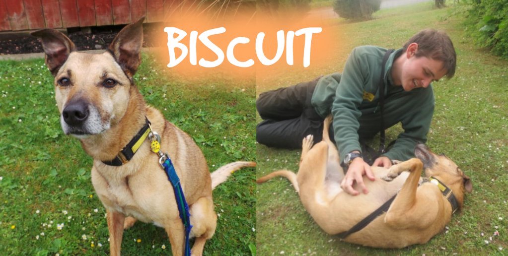 DT_WestCalder's tweet photo. Everyone say hello to Biscuit! This 13 year old has been at the centre for a while. She needs gentle, patient owners who will give her time to adapt to a new home 😌 She is a clever girl who enjoys playing with her toys and going on adventures in the car 😍 #bforbeautiful https://t.co/eHfWode1gw