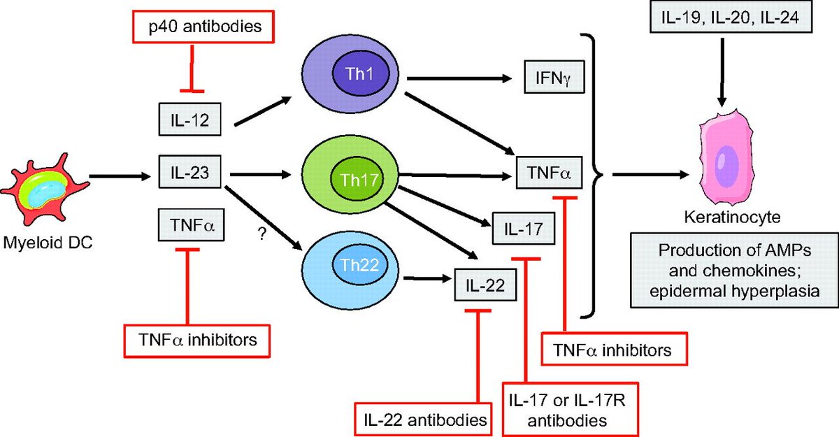 Dominique Du Crest More About Anti Interleukin 23 Il23 Drug In The Treatment Of Plaque Psoriasis Interview Of Prof Chris Griffiths T Co Fcxhb9uocj Guselkumab Dermatology Dermatologia Skinhealth T Co Qjielmab6u